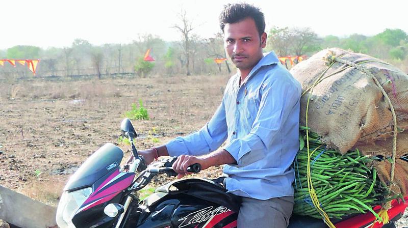 A farmer from Dhanora village in Adilabad district carries drumsticks for sale in a local market at Indravelli mandal in Adilabad district. 	 DC