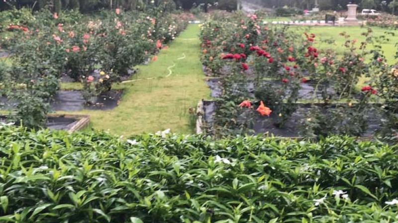 The Rose Garden at Cubbon Park  	(Photo: DC)
