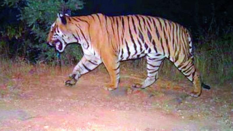 A file photo of a tiger in the wild.