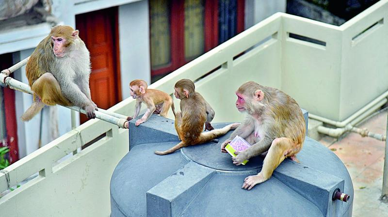 Monkeys perched on a water tank after stealing a box of peanuts from a house in Secunderabad. (Image DC)
