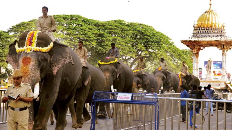 Dasara elephants taken out in a procession in Mysuru on Thirsday  (Photo: KPN)