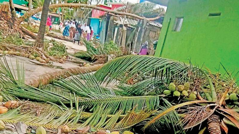 Uprooted trees following Cyclone Ockhi in Lakshadweep on Sunday (Photo AP)