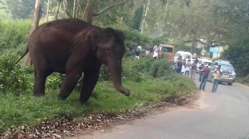A wild elephant enters a road near Mattuppetty dam in Munnar at 3pm blocking traffic for 1 hour.