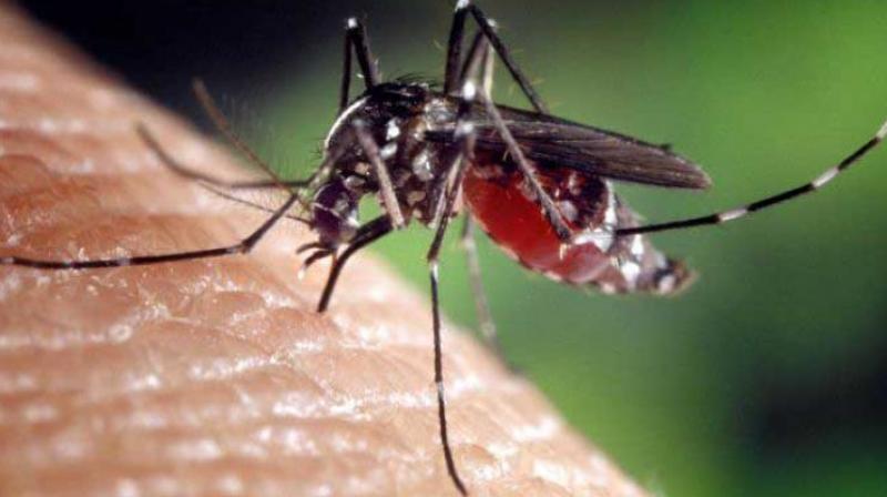 With stagnant water becoming breeding ground for mosquitoes, dengue continues to tighten its grip.
