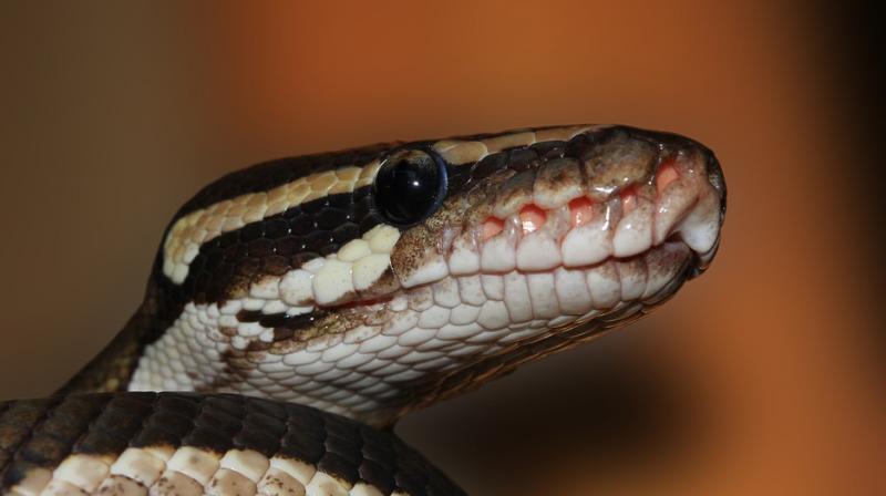 A Pune-based wildlife rescuer tipped off forest authorities about the incident in Aamby Valley City, Mulsi before they found the dead snake. (Photo: Pixabay)