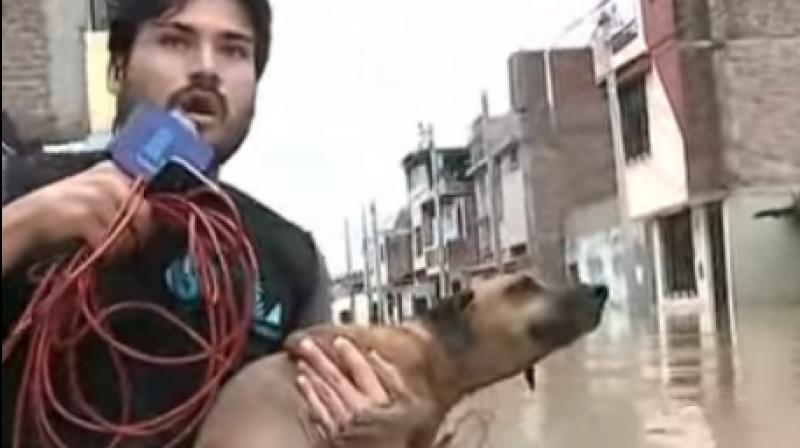The television reporter carries the dog all the way till he comes to the less flooded area  (Photo: Youtube)