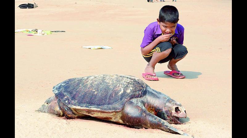 A boy looks at the carcass of an Olive Ridley turtle which washed ashore in Vizag on Saturday. (Photo: DC)