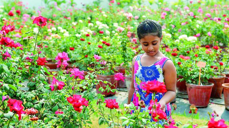 A young girl admires the freshly bloomed roses at the Rose exhibition in Vijayawada on Saturday. (Photo: DC)