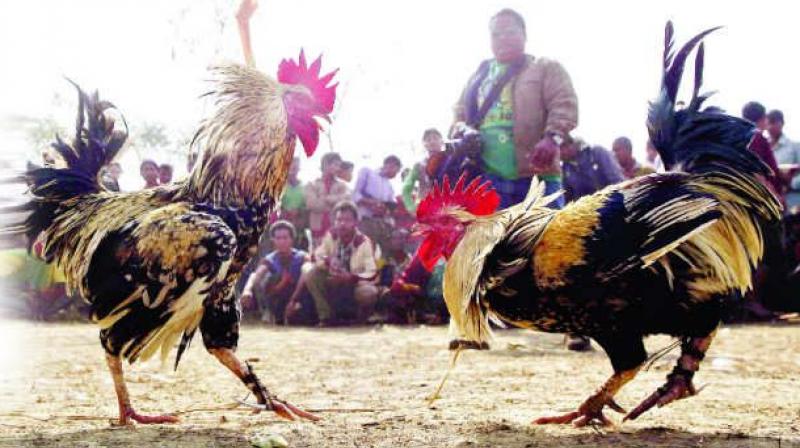 Chittoor district SP S.V. Rajashekar Babu warns the organisers of Cockfights and Jelli Kattu. He has instructed all the police stations to dismiss the arrangements of these banned games.