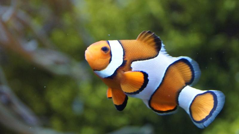 Researchers find Nemos genetic code. (Photo: Pixabay)