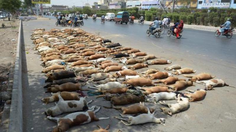 In this photograph taken on May 12, 2016, Pakistani commuters drive past a pile of stray dog carcasses on a road in Karachi. (Photo: AFP)