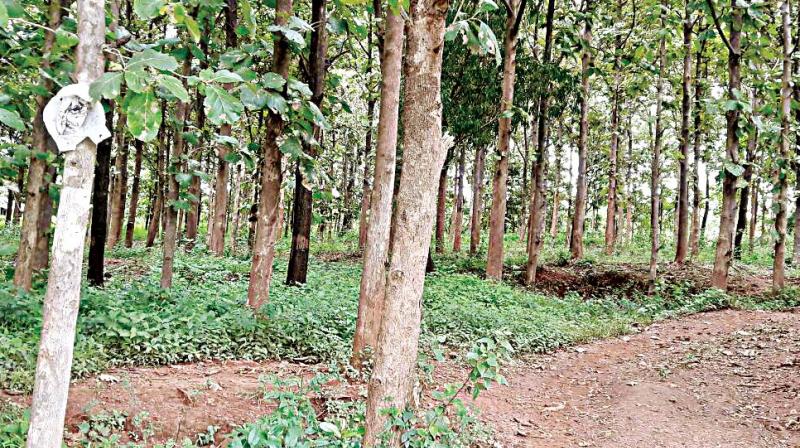 Trees on fertile land near Kittur marked for acquition by KIADB (Photo: DC)