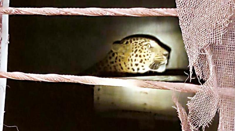 The leopard that strayed into Bellikothanur in Kanakapura Rural on Saturday morning 	(Image: DC)