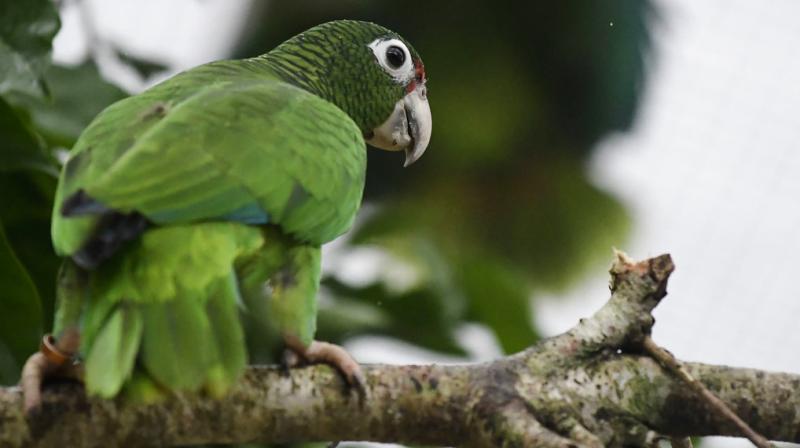 While several dozen new parrots have been born in captivity and in the wild since Maria, the species is still in danger, according to scientists. (Photo: AP)