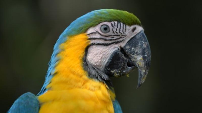 afÃ© Macaw in Bahria Enclave, Islamabad, has incorporated unusual staff members to entertain guests