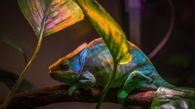 As the lizard shifts its colour from turquoise to pink to orange to green, so does the technology.