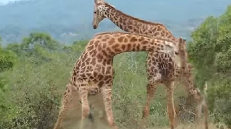 The two giraffes in the Hluhluwe-Imfolozi park in South Africa fight fiercely in the jungle to stamp their dominance and the leader in the area. (Photo: Youtube)