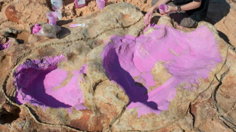 Dinosaur tracks recently discovered in Western Australia include some of the largest tracks ever recorded (Photo: AFP)