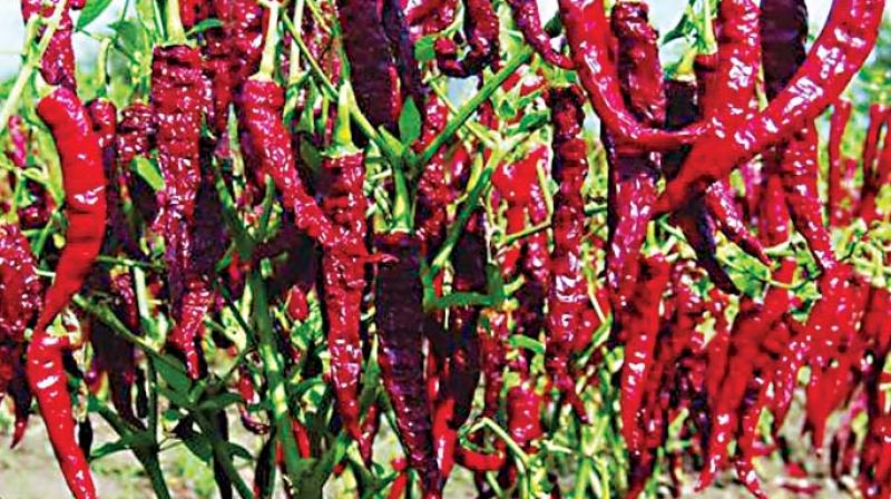 Encouraged by the  high price of chillies last year, the farmers decided to cultivated it in a big way in the kharif season this year, but have been left shocked by the crash in price, especially as their yield has been high.
