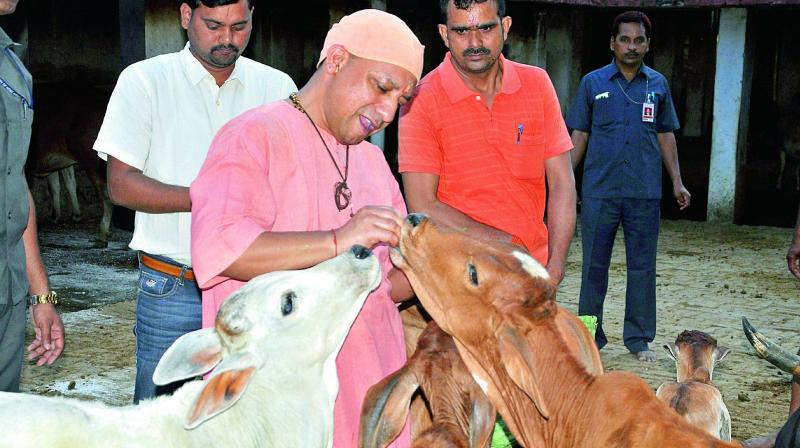 Uttar Pradesh Chief Minister Yogi Adityanath demonstrates his affection to his cows as he is seen feeding them at Gorakhnath temple on Saturday. (Photo: PTI)
