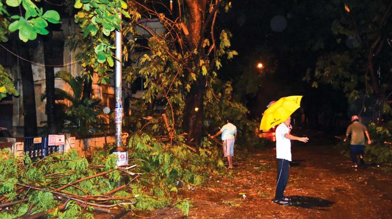 Several trees fell on Margossa Road, Malleswaram in Bengaluru after  thundershowers on Saturday evening (Photo: R. Samuel)