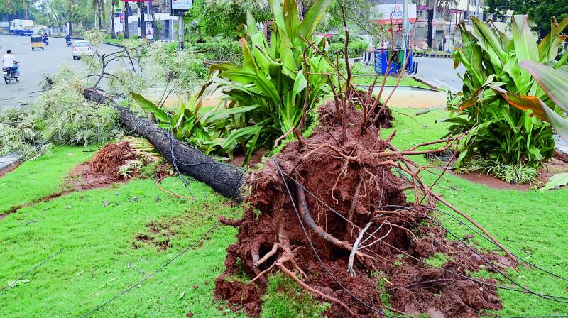 An uprooted tree at Banjarahills.