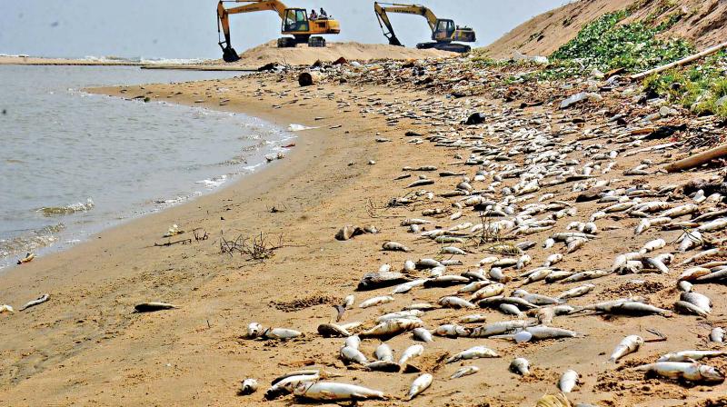 A massive number of fresh water fish washed up on the shores of Adyar Estuary on Tuesday morning. (Photo: DC)