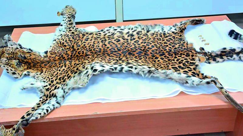 Leopard skin and claws put on display for the media on Monday by the SOT Malkajgiri team, Rachokanda, which was seized from four interstate poachers. 	(Photo: DC)