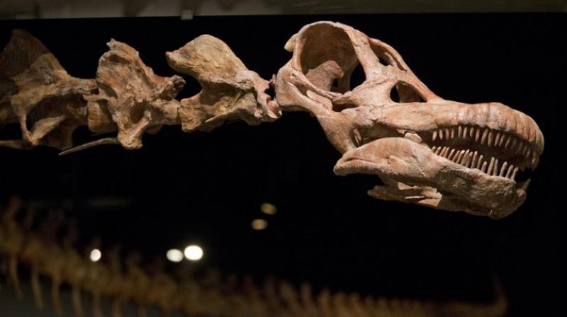 Kristi Curry Rodgers, a paleontologist at Macalester College who wasnt part of the study, praised the work as important. She said the fact that Patagotitans bones show signs that they havent completed their growth  means that there are even bigger dinosaurs out there to discover.  (Representational image/AP)