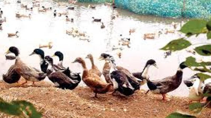 Christmas cheer for duck farmers in Kuttanad