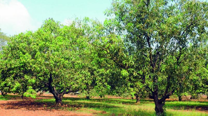 Mango crop damaged due to Sooty mould near Nuzvid in Krishna district. (Photo: DC)