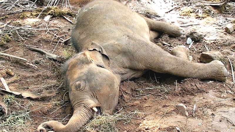 An adult female elephant and a male calf died of high voltage electrocution in a farm land near Dhasampalayam  village in Mettupalayam on Monday night. (Photo: DC)