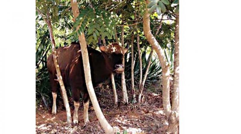While 8.5 acres have been earmarked for gaur breeding at the Chamundi rescue centre, another eight acres have been kept in reserve for future expansion.