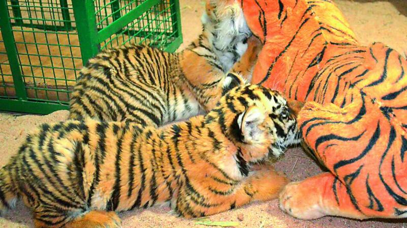 The dummy has been rearing the 40-day-old cubs.