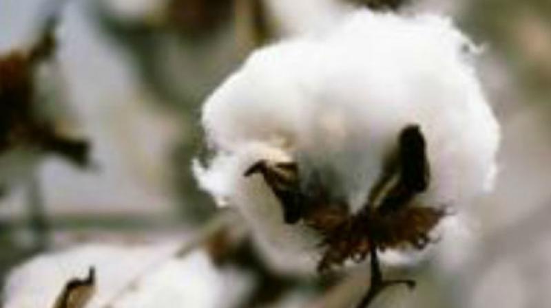 The private sector has imported around 1.2 million cotton bales from different countries and orders for 0.3 million bales of Indian cotton have been placed, according to officials. (Photo: Representational Image/AFP)