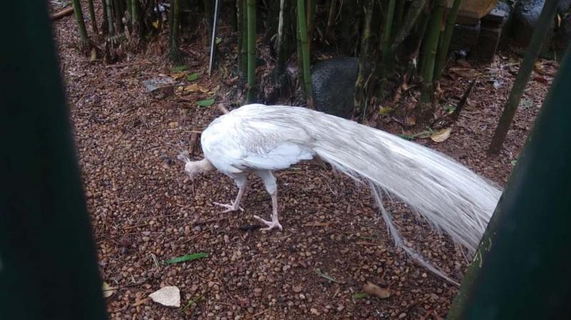 A white peacock which is rarely seen in Kerala kept under captivity in Varapuzha.
