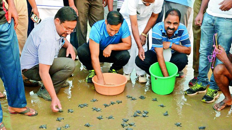 District collector Pravin Kumar releases hatchlings of olive ridley turtles into the sea from a hatchery to mark the World Wildlife Day on the sands of Ramakrishna Beach in Visakhapatnam on Friday. (Photo: DC)