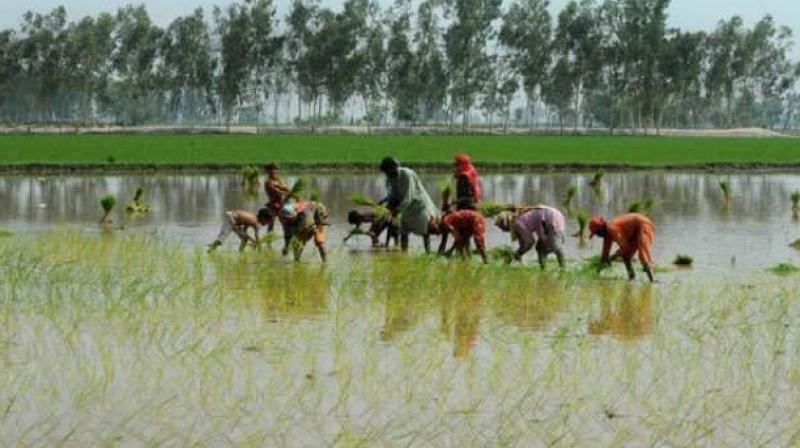 An unusual demand by the farmers for compensation as well as same extent of land towards their land acquired for a reservoir under Telugu Ganga Project has halted a project taken up in 2009 at Venkatramarajupeta in Kaluvoy mandal of Nellore district. (Representational image)