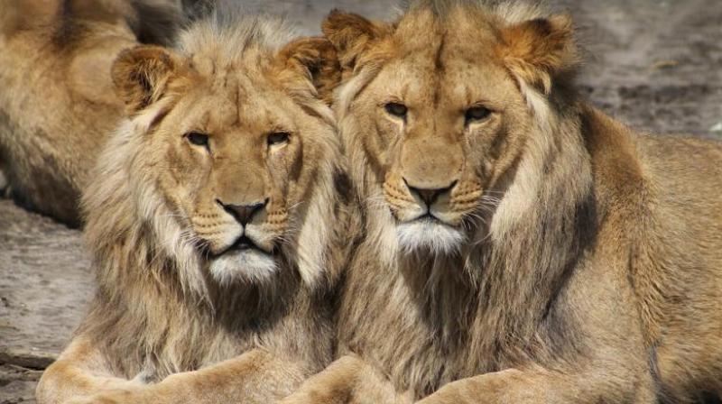Adhir Ranjan Chowdhury said he felt bad after coming to know that in many zoos in Uttar Pradesh lions were not given meat and instead are fed with chicken. (Representational Image)