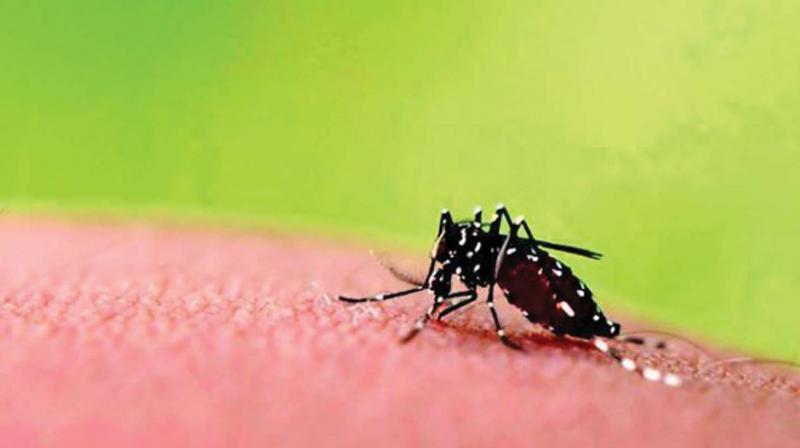 Kerala: Experts for steps to curb dengue