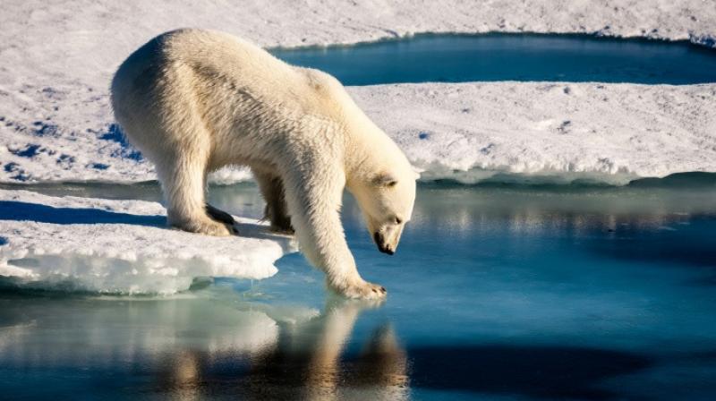The researchers monitored the behaviour, hunting success, and metabolic rates of adult female polar bears (Photo: AFP)