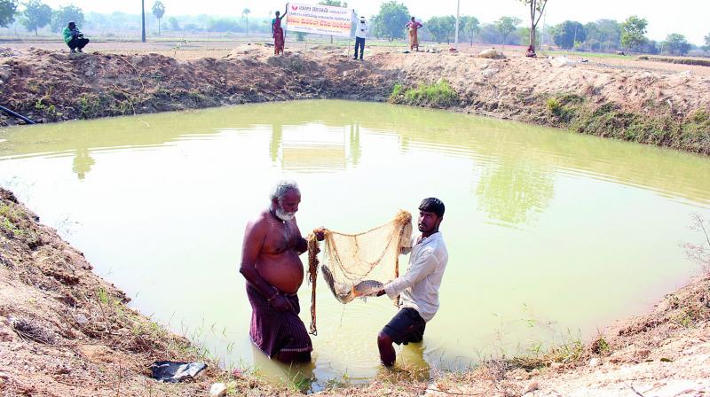 A farmer in Pamnoor shows the fish he cultivated in his farm pond.   (DC)