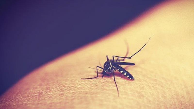 Malaria parasites are transmitted by the bite of female Anopheles mosquitoes. (Photo: Pixabay)