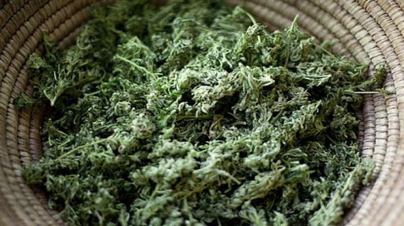 Two law students from Nalsar University were caught in possession of 475 grams of Ganja on Sunday.