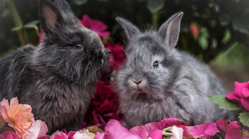 Results showed that domestication has had a major effect, with the amygdala, the area that senses fear, smaller in domestic rabbits. (Photo: Pixabay)