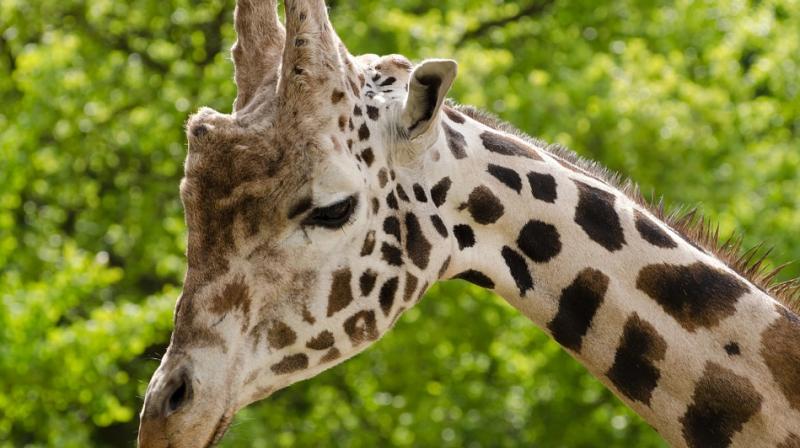 Shrinking living space is the main culprit in the declining giraffe population. (Photo: Pixabay)