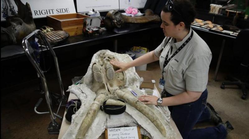 Ashley Leger shows the skull of a young Columbian mammoth found in LA. (Photo:AP))
