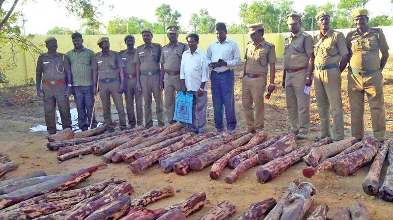 Police with seized sanders in Hanumanthapuram on Wednesday.(Photo: DC)