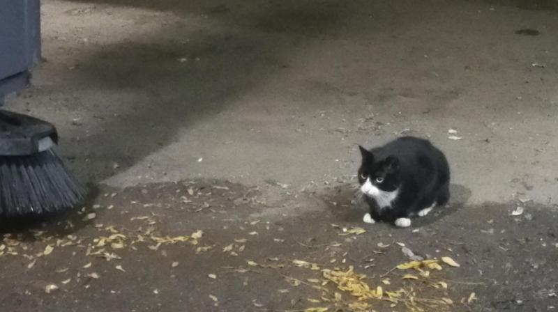 Sylvester, a feral cat, sits in a loading dock at the Jacob Javits Convention Center on Thursday in New York. Multitudes of feral cats roam New York Citys nooks and crannies, and some now have a practical purpose: getting rid of rats. (Photo: AP)