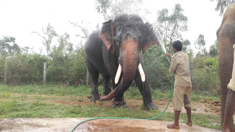 The elephant, Arjuna at Tree Park on Sunday   	(Photo:DC)